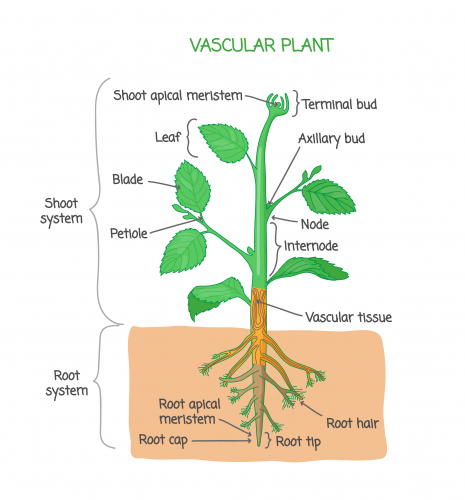 Image of a plants meristem area